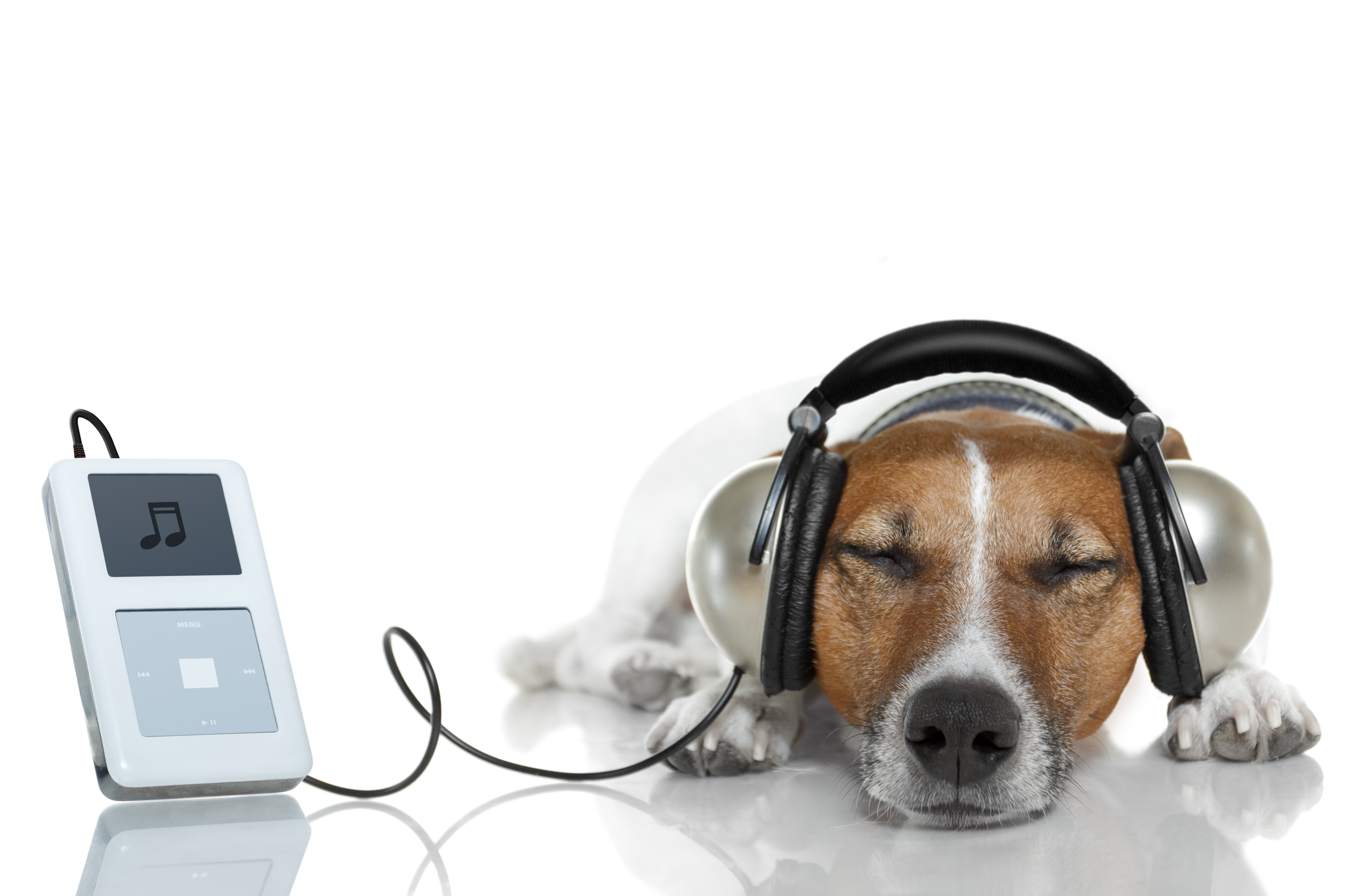 Download this Dog Listen Music With... picture
