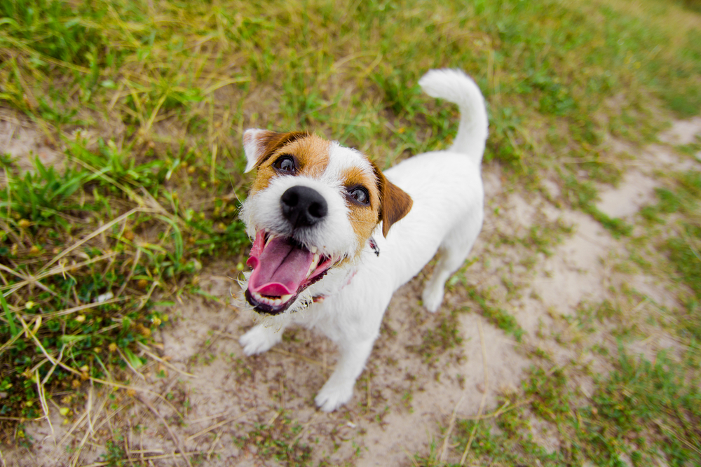 happy jack russell